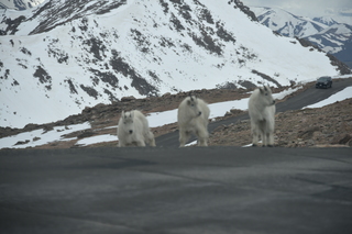 Filename=DSC_7311.JPG
Filesize=15519KiB
Dimensions=7360x4912
Date added=Sep 19, 2019 DSC_7311.JPG