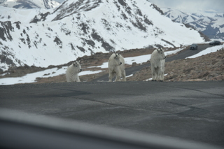 Filename=DSC_7312.JPG
Filesize=15305KiB
Dimensions=7360x4912
Date added=Sep 19, 2019 DSC_7312.JPG