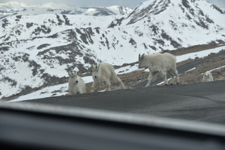 Filename=DSC_7313.JPG
Filesize=15474KiB
Dimensions=7360x4912
Date added=Sep 19, 2019 DSC_7313.JPG