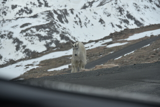 Filename=DSC_7316.JPG
Filesize=15065KiB
Dimensions=7360x4912
Date added=Sep 19, 2019 DSC_7316.JPG