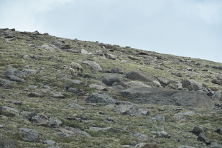 Filename=DSC_7365.JPG
Filesize=20469KiB
Dimensions=7360x4912
Date added=Sep 19, 2019 DSC_7365.JPG