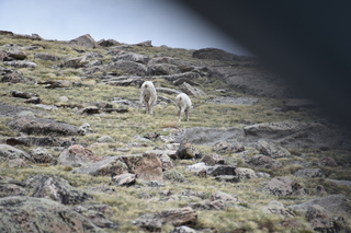 Filename=DSC_7372.JPG
Filesize=18777KiB
Dimensions=7360x4912
Date added=Sep 19, 2019 DSC_7372.JPG