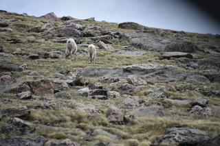 Filename=DSC_7373.JPG
Filesize=18846KiB
Dimensions=7360x4912
Date added=Sep 19, 2019 DSC_7373.JPG