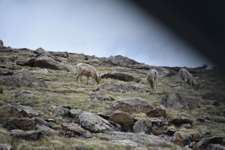 Filename=DSC_7374.JPG
Filesize=17666KiB
Dimensions=7360x4912
Date added=Sep 19, 2019 DSC_7374.JPG