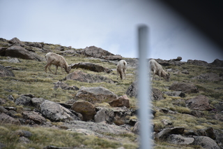 Filename=DSC_7375.JPG
Filesize=17317KiB
Dimensions=7360x4912
Date added=Sep 19, 2019 DSC_7375.JPG