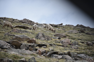 Filename=DSC_7377.JPG
Filesize=17802KiB
Dimensions=7360x4912
Date added=Sep 19, 2019 DSC_7377.JPG