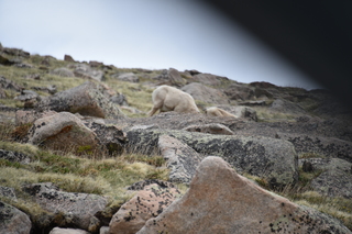 Filename=DSC_7379.JPG
Filesize=17254KiB
Dimensions=7360x4912
Date added=Sep 19, 2019 DSC_7379.JPG