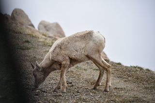 Filename=DSC_7381.JPG
Filesize=16612KiB
Dimensions=7360x4912
Date added=Sep 19, 2019 DSC_7381.JPG