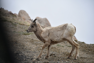 Filename=DSC_7382.JPG
Filesize=17157KiB
Dimensions=7360x4912
Date added=Sep 19, 2019 DSC_7382.JPG