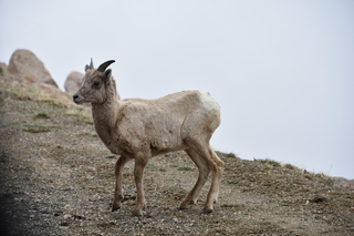 Filename=DSC_7383.JPG
Filesize=17892KiB
Dimensions=7360x4912
Date added=Sep 19, 2019 DSC_7383.JPG