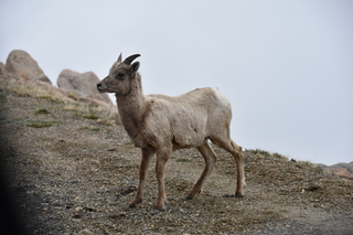 Filename=DSC_7385.JPG
Filesize=17887KiB
Dimensions=7360x4912
Date added=Sep 19, 2019 DSC_7385.JPG