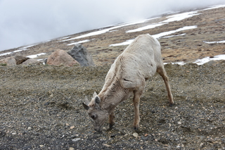 Filename=DSC_7387.JPG
Filesize=21562KiB
Dimensions=7360x4912
Date added=Sep 19, 2019 DSC_7387.JPG