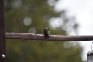 Filename=DSC_7391.JPG
Filesize=14362KiB
Dimensions=7360x4912
Date added=Sep 19, 2019 DSC_7391.JPG