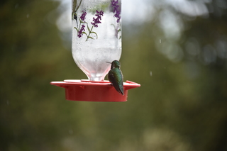 Filename=DSC_7393.JPG
Filesize=14795KiB
Dimensions=7360x4912
Date added=Sep 19, 2019 DSC_7393.JPG