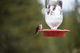 Filename=DSC_7395.JPG
Filesize=14770KiB
Dimensions=7360x4912
Date added=Sep 19, 2019 DSC_7395.JPG