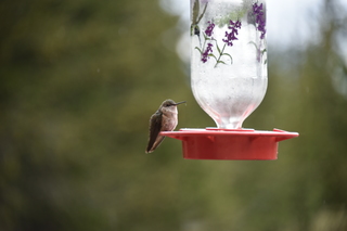 Filename=DSC_7396.JPG
Filesize=14640KiB
Dimensions=7360x4912
Date added=Sep 19, 2019 DSC_7396.JPG