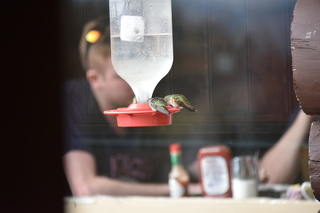 Filename=DSC_7398.JPG
Filesize=15084KiB
Dimensions=7360x4912
Date added=Sep 19, 2019 DSC_7398.JPG