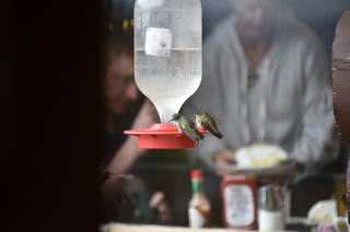 Filename=DSC_7404.JPG
Filesize=15233KiB
Dimensions=7360x4912
Date added=Sep 19, 2019 DSC_7404.JPG