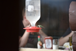 Filename=DSC_7406.JPG
Filesize=15094KiB
Dimensions=7360x4912
Date added=Sep 19, 2019 DSC_7406.JPG