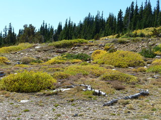 Filename=P1050441.JPG
Filesize=5592KiB
Dimensions=4320x3240
Date added=Sep 18, 2019 P1050441.JPG