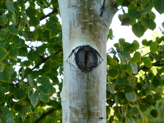 Filename=P1050548.JPG
Filesize=5802KiB
Dimensions=4320x3240
Date added=Sep 18, 2019 P1050548.JPG