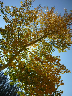 Filename=P1050631.JPG
Filesize=4445KiB
Dimensions=3240x4320
Date added=Sep 18, 2019 P1050631.JPG