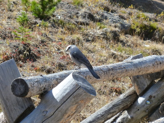 Filename=P1050658.JPG
Filesize=5550KiB
Dimensions=4320x3240
Date added=Sep 18, 2019 P1050658.JPG