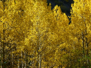 Filename=P1050753.JPG
Filesize=5919KiB
Dimensions=4320x3240
Date added=Sep 18, 2019 P1050753.JPG