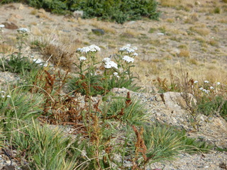 Filename=P1050861.JPG
Filesize=5385KiB
Dimensions=4320x3240
Date added=Sep 18, 2019 P1050861.JPG