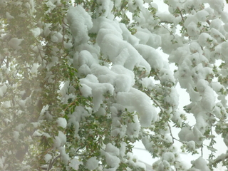 Filename=P1070472.JPG
Filesize=5572KiB
Dimensions=4320x3240
Date added=Sep 19, 2019 P1070472.JPG