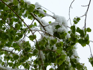 Filename=P1070475.JPG
Filesize=5699KiB
Dimensions=4320x3240
Date added=Sep 19, 2019 P1070475.JPG