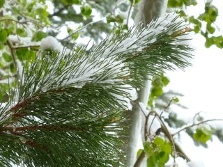 Filename=P1070476.JPG
Filesize=5914KiB
Dimensions=4320x3240
Date added=Sep 19, 2019 P1070476.JPG