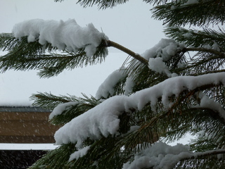 Filename=P1070477.JPG
Filesize=5604KiB
Dimensions=4320x3240
Date added=Sep 19, 2019 P1070477.JPG