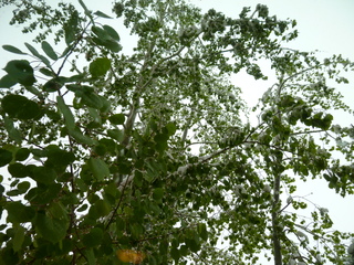 Filename=P1070480.JPG
Filesize=5870KiB
Dimensions=4320x3240
Date added=Sep 19, 2019 P1070480.JPG