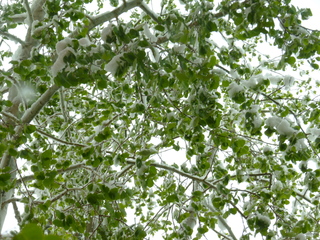 Filename=P1070481.JPG
Filesize=5499KiB
Dimensions=4320x3240
Date added=Sep 19, 2019 P1070481.JPG