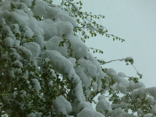 Filename=P1070482.JPG
Filesize=5424KiB
Dimensions=4320x3240
Date added=Sep 19, 2019 P1070482.JPG