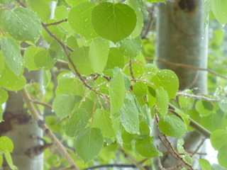 Filename=P1070483.JPG
Filesize=5677KiB
Dimensions=4320x3240
Date added=Sep 19, 2019 P1070483.JPG