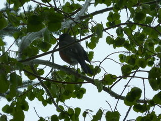 Filename=P1070485.JPG
Filesize=5612KiB
Dimensions=4320x3240
Date added=Sep 19, 2019 P1070485.JPG