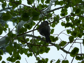 Filename=P1070486.JPG
Filesize=5660KiB
Dimensions=4320x3240
Date added=Sep 19, 2019 P1070486.JPG