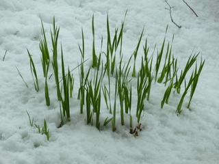 Filename=P1070488.JPG
Filesize=5143KiB
Dimensions=4320x3240
Date added=Sep 19, 2019 P1070488.JPG