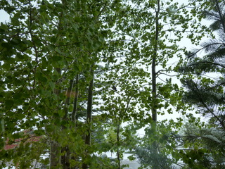 Filename=P1070490.JPG
Filesize=5688KiB
Dimensions=4320x3240
Date added=Sep 19, 2019 P1070490.JPG