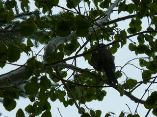 Filename=P1070491.JPG
Filesize=5741KiB
Dimensions=4320x3240
Date added=Sep 19, 2019 P1070491.JPG