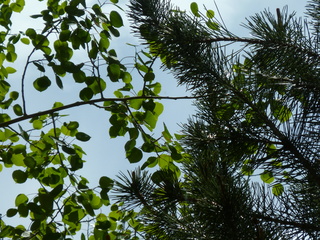 Filename=P1070500.JPG
Filesize=6139KiB
Dimensions=4320x3240
Date added=Sep 19, 2019 P1070500.JPG