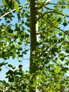 Filename=P1070501.JPG
Filesize=4751KiB
Dimensions=3240x4320
Date added=Sep 19, 2019 P1070501.JPG