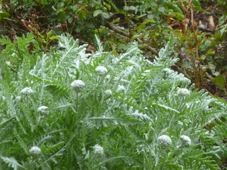 Filename=P1070507.JPG
Filesize=5859KiB
Dimensions=4320x3240
Date added=Sep 19, 2019 P1070507.JPG