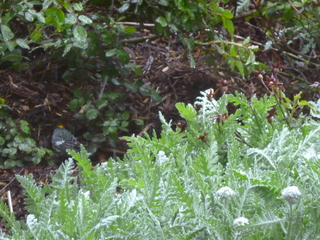 Filename=P1070509.JPG
Filesize=5931KiB
Dimensions=4320x3240
Date added=Sep 19, 2019 P1070509.JPG