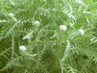 Filename=P1070511.JPG
Filesize=5669KiB
Dimensions=4320x3240
Date added=Sep 19, 2019 P1070511.JPG