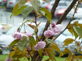 Filename=P1070512.JPG
Filesize=5786KiB
Dimensions=4320x3240
Date added=Sep 19, 2019 P1070512.JPG