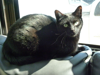 Filename=P1070523.JPG
Filesize=5815KiB
Dimensions=4320x3240
Date added=Sep 19, 2019 P1070523.JPG