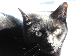 Filename=P1070525.JPG
Filesize=3173KiB
Dimensions=4320x3240
Date added=Sep 19, 2019 P1070525.JPG